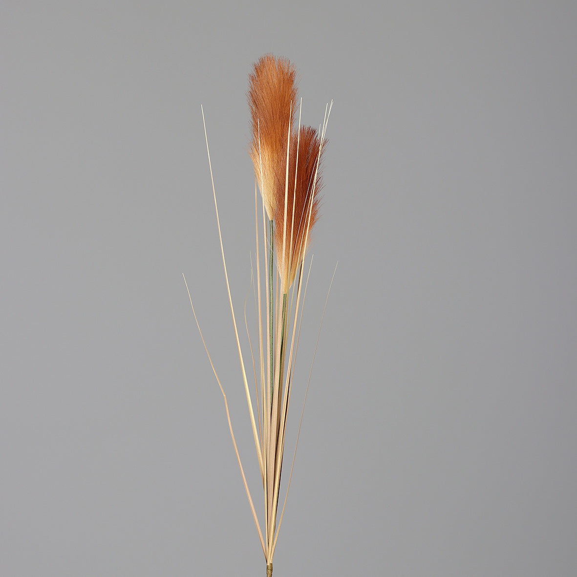 Pampas Grass Fronds