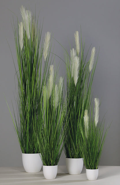 Grass in pot