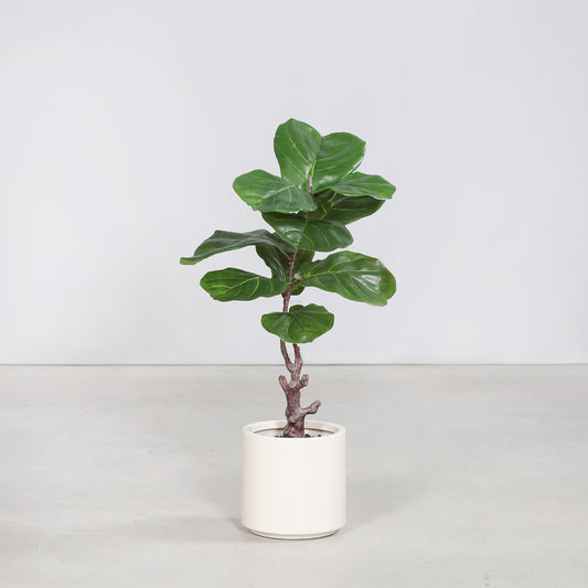 Fiddle Leaf