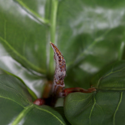 Fiddle Leaf