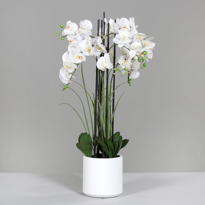 Orchideen Arrangement white