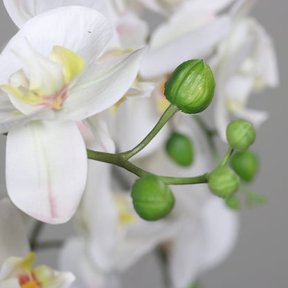 Orchideen Arrangement white