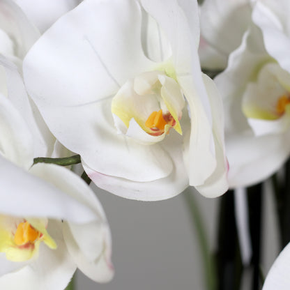 Orchideen Arrangement white