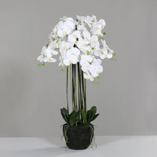 Orchideen Arrangement Cream